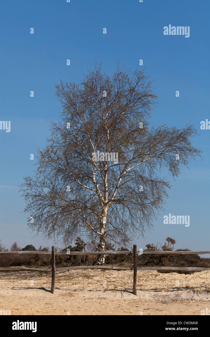 Les arbres sans feuilles de bouleau verruqueux sur journée ensoleillée sur fond de ciel bleu avec une clôture rustique Banque D'Images
