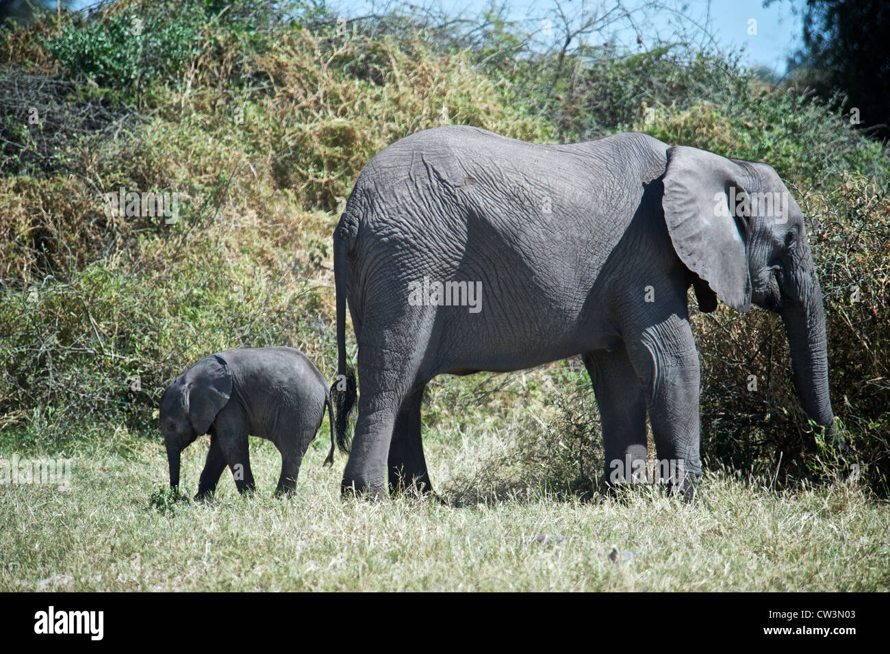 Sur l'éléphant safari trip. Le Botswana, l'Afrique. Banque D'Images