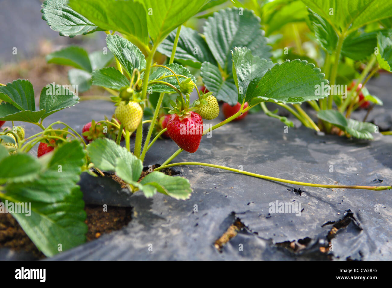 Champ de Fraises Banque D'Images