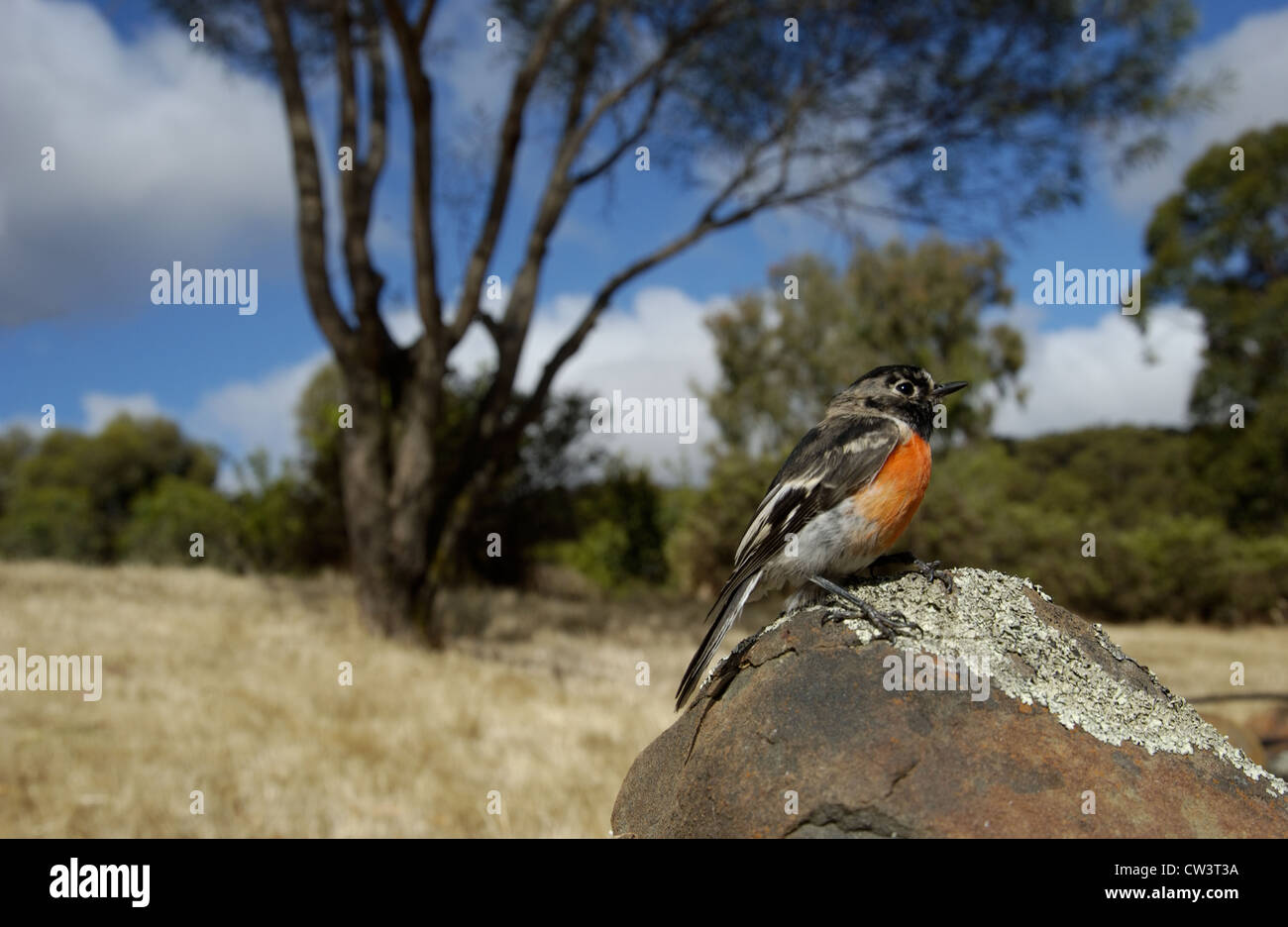 Le mâle Miro écarlate (Petroica boodang), l'Australie Occidentale Banque D'Images