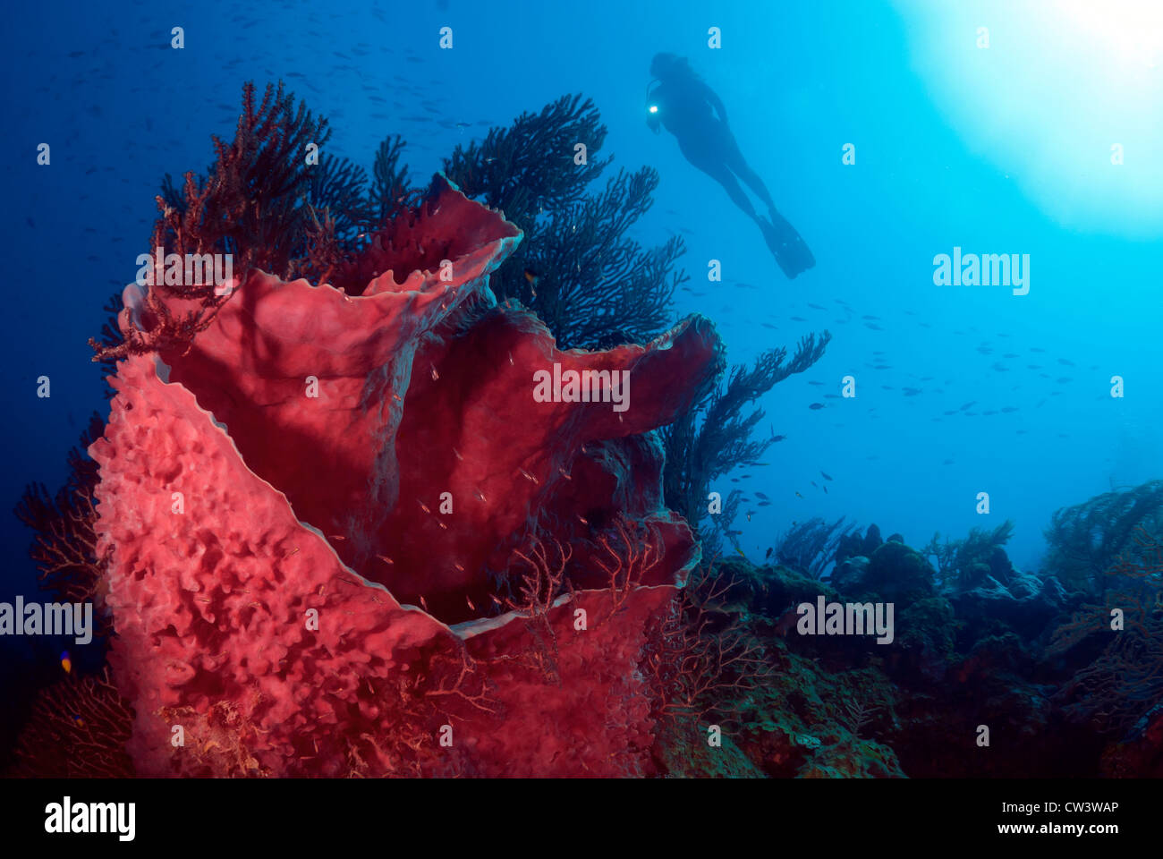 Une femme plongeur et canon géant Xestospongia testudinaria éponge Mer des Caraïbes Belize Banque D'Images