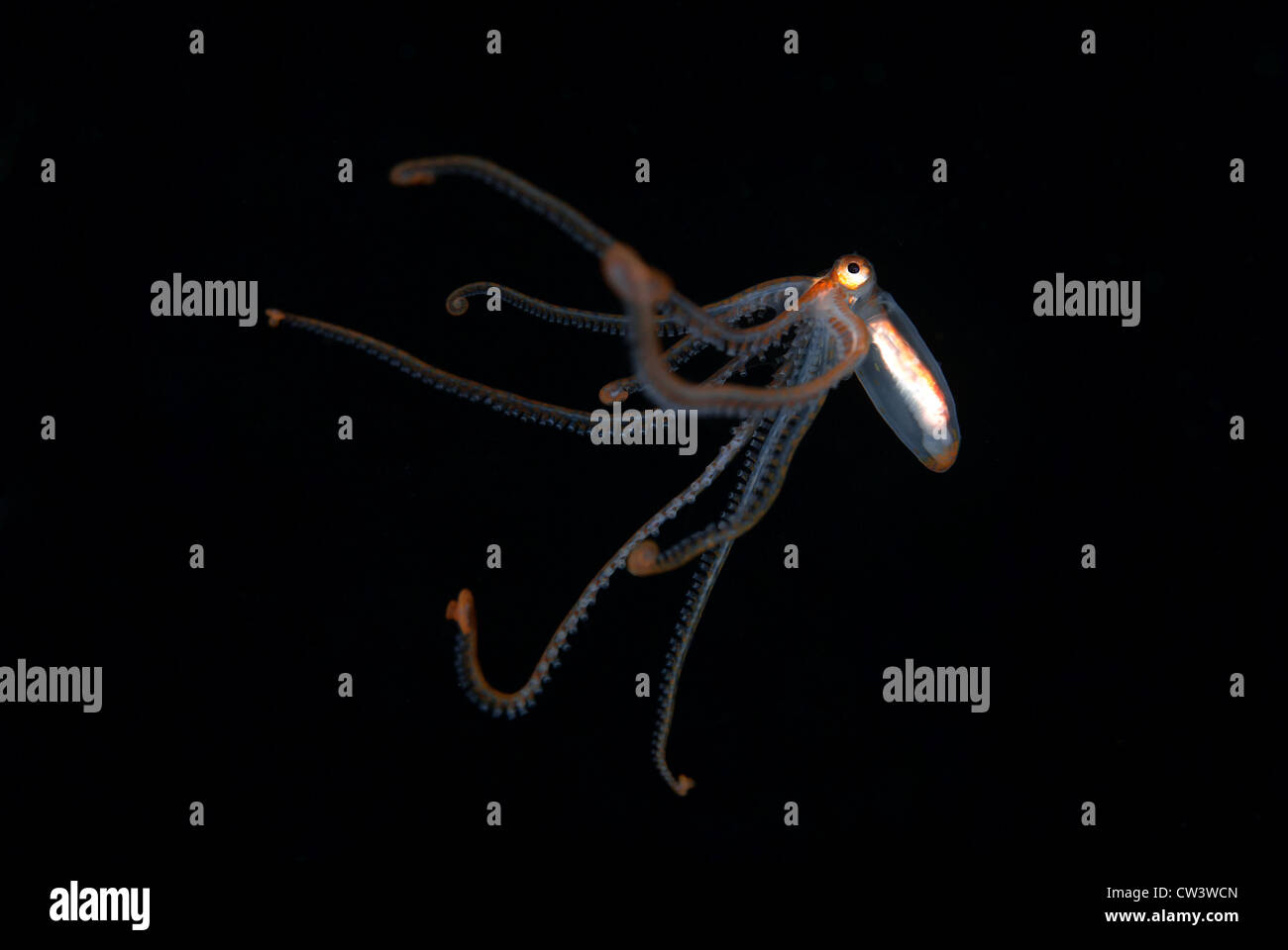 Octopus Octopus pélagiques sp. piscine au milieu de l'eau la nuit Lighthouse Reef, le Belize, la mer des Caraïbes Banque D'Images