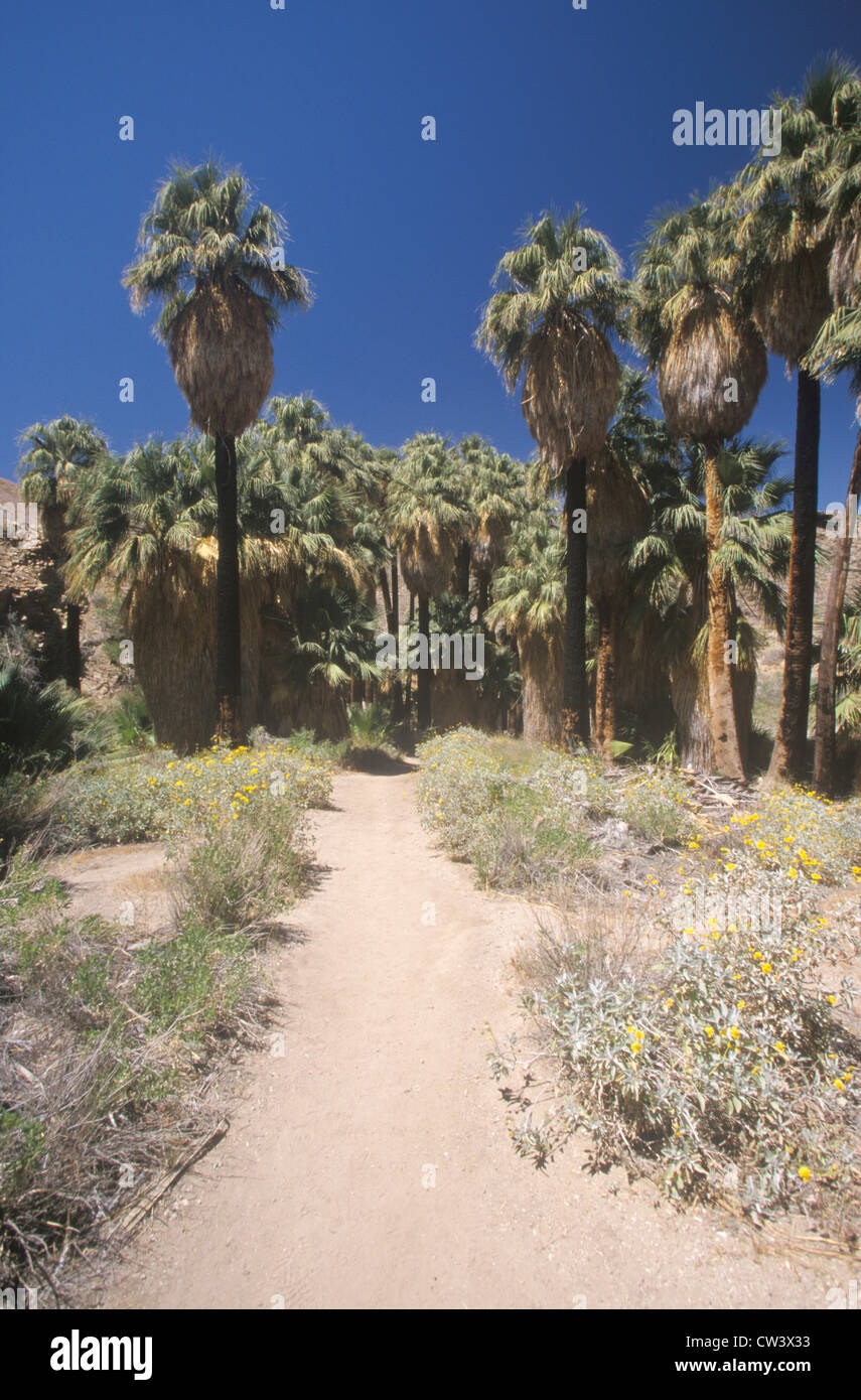 Chemin dans les palmiers de Palm Canyon, Palm Springs, Californie, accueil des peuples Cahuilla Banque D'Images