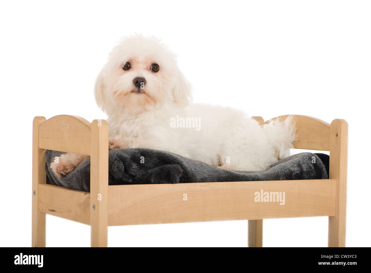 Bolonka. Les chiens adultes allongé sur un lit. Studio photo sur un fond blanc. Banque D'Images