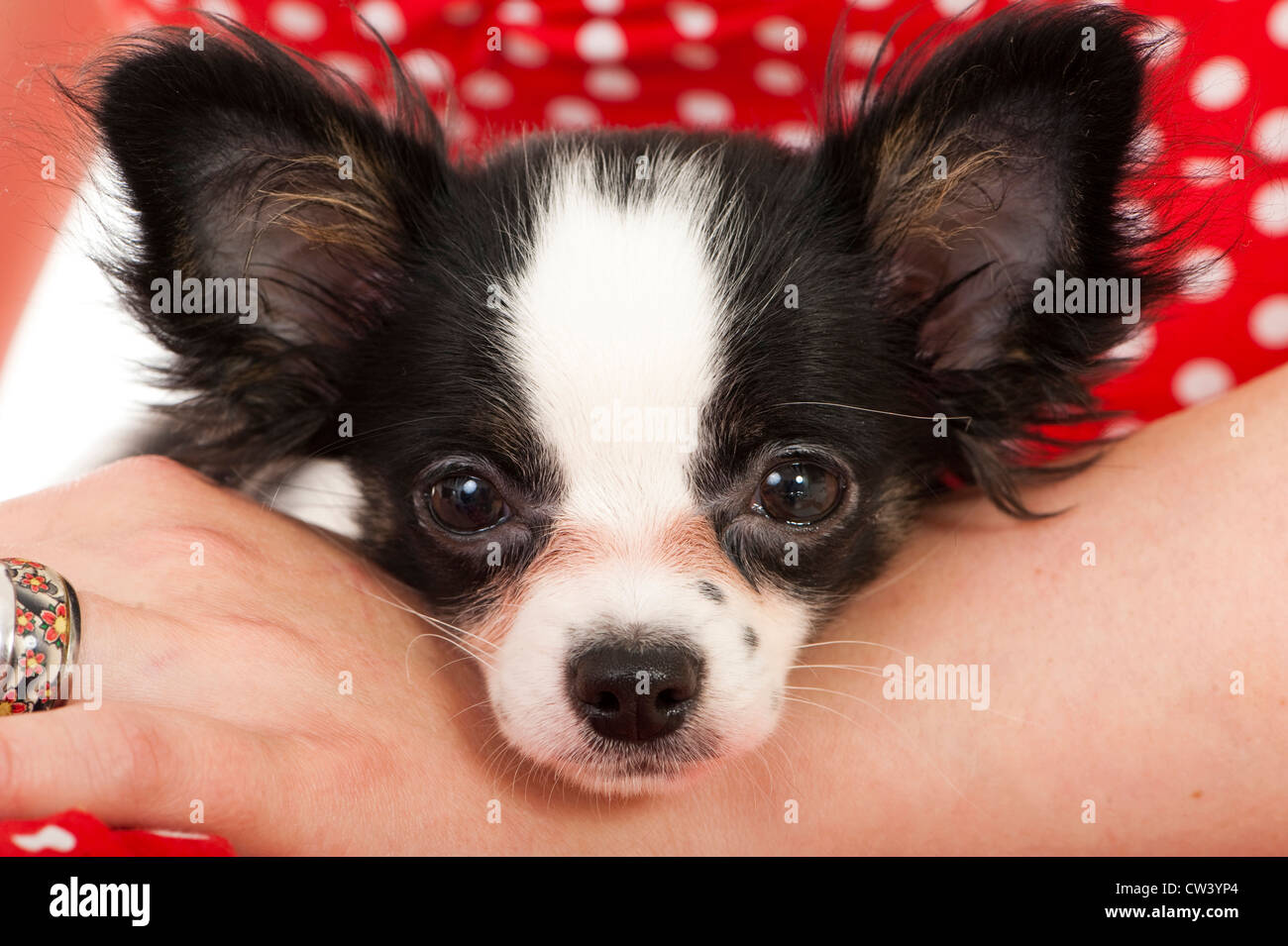 Chihuahua. Le noir et blanc chien dans les bras de son propriétaire Banque D'Images