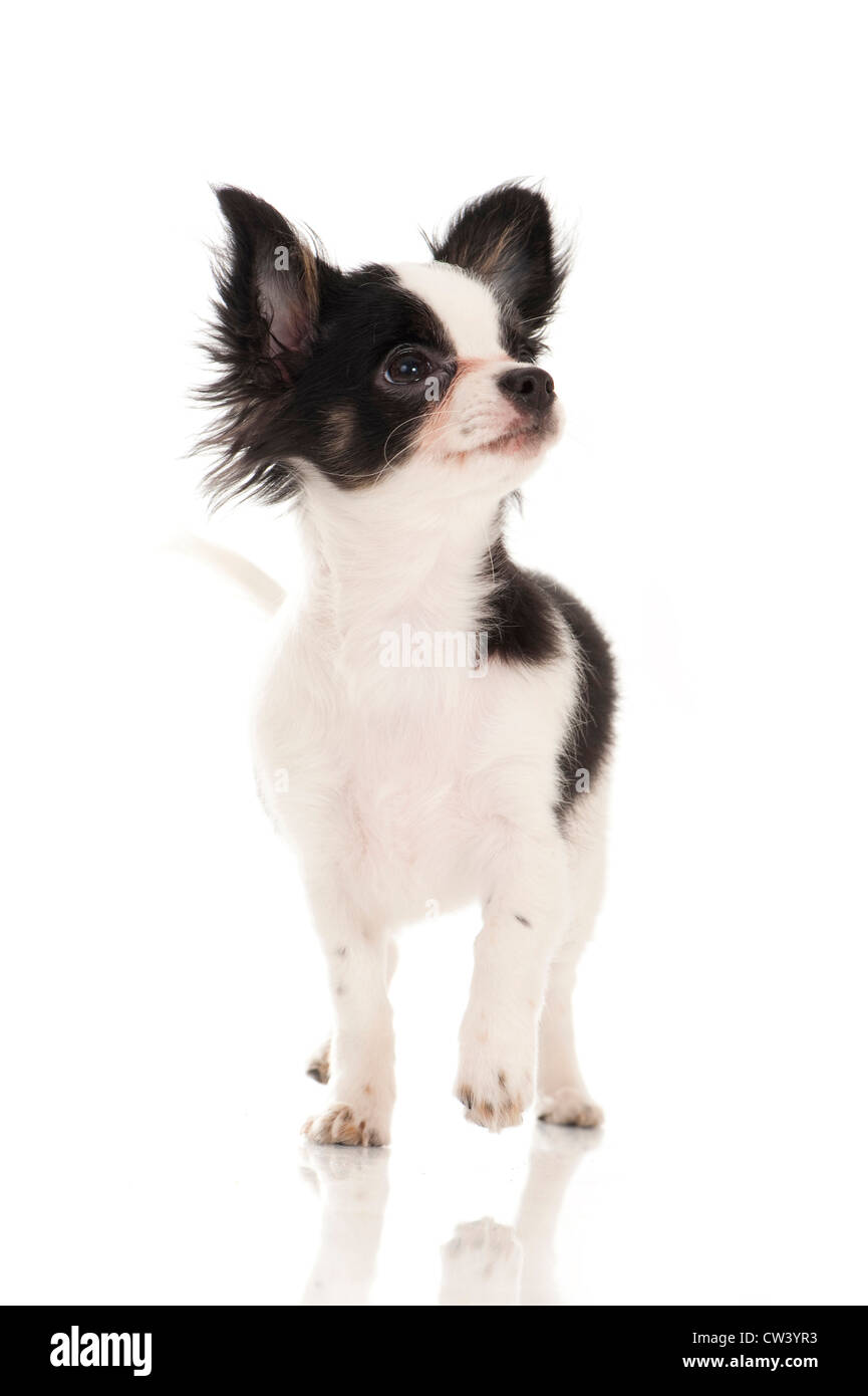 Chihuahua. Le noir et blanc chien. Studio photo sur un fond blanc. Banque D'Images