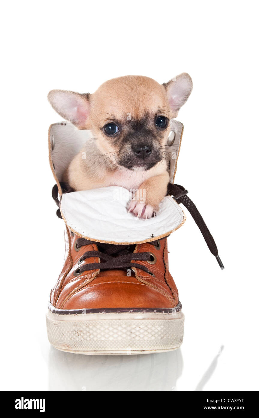 Chihuahua. Chiot dans un coffre. Studio photo sur un fond blanc. Banque D'Images