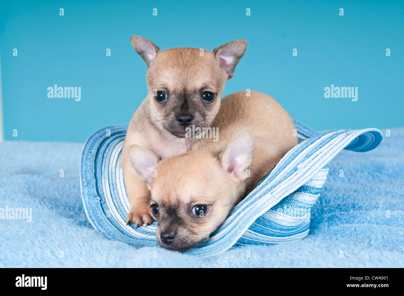 Chihuahua. Deux chiots dans un chapeau de soleil bleu Banque D'Images