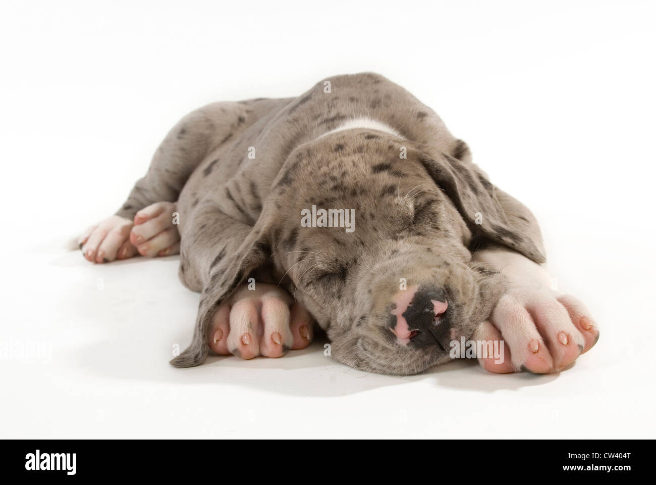 Dogue Allemand. Chiot dormir. Studio photo sur un fond blanc. Banque D'Images