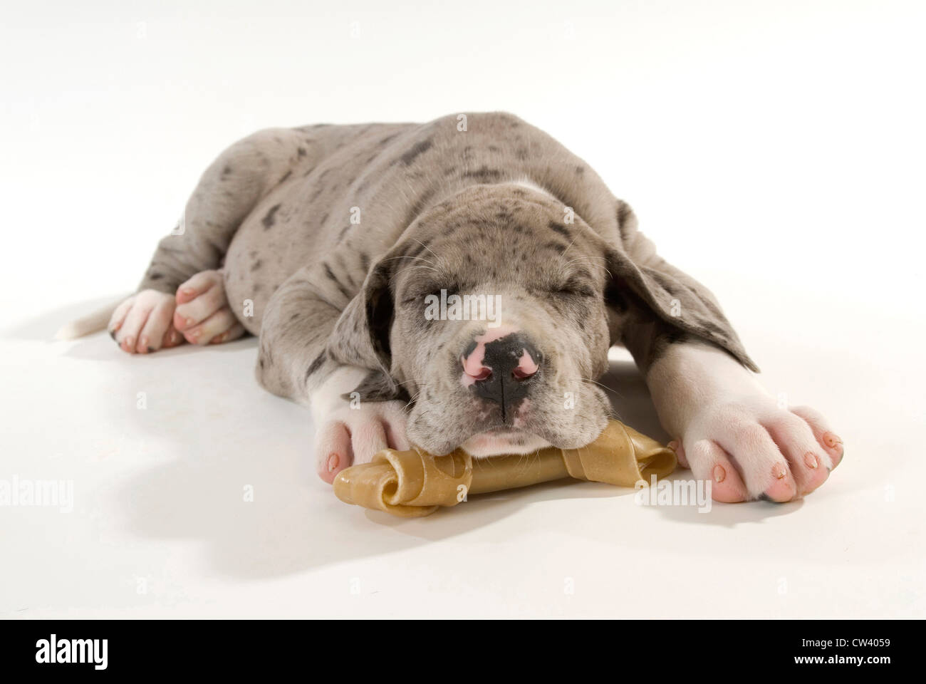 Dogue Allemand. Chiot dormir avec sa tête reposant sur un os à mâcher. Studio photo sur un fond blanc. Banque D'Images