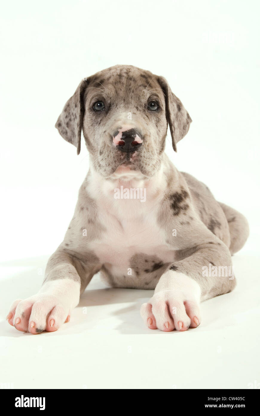 Dogue Allemand. Chiot couché. Studio photo sur un fond blanc. Banque D'Images