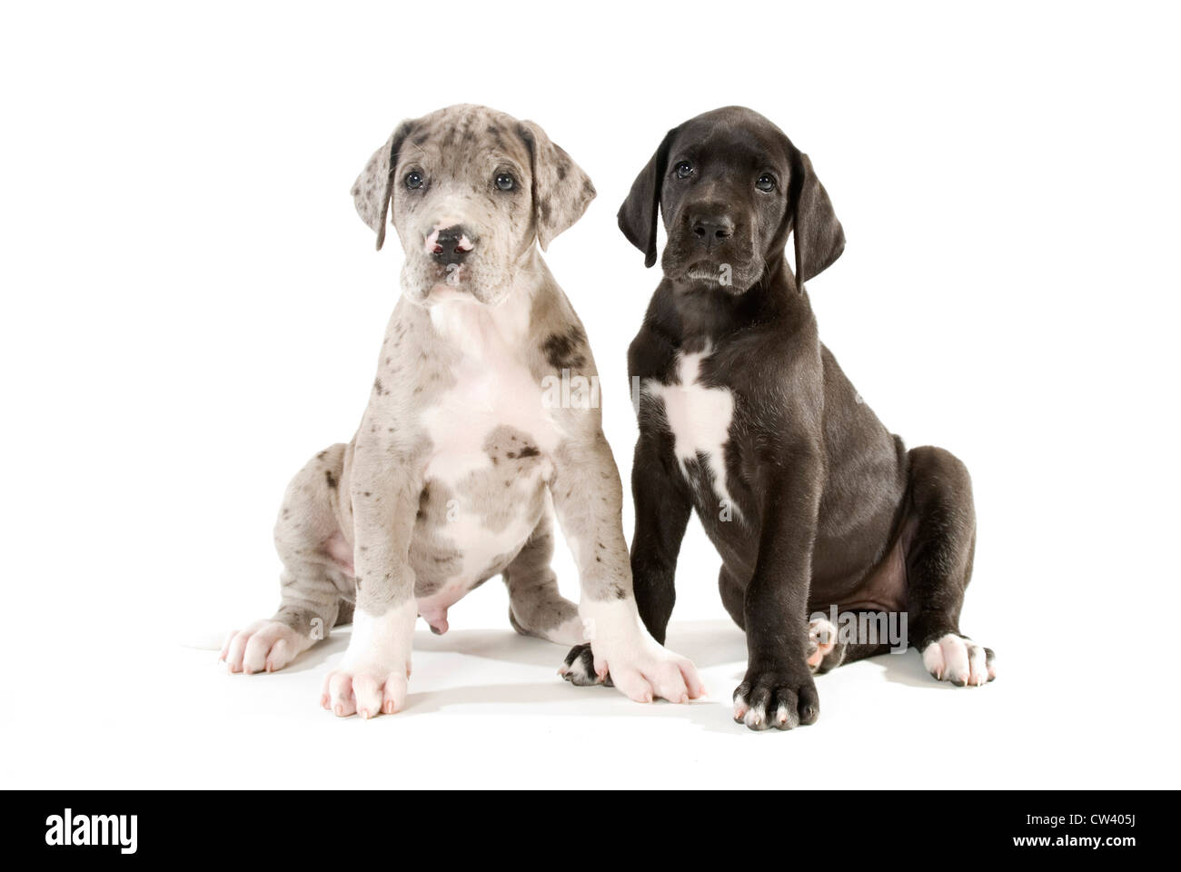 Dogue Allemand. Deux chiots assis. Studio photo sur un fond blanc. Banque D'Images