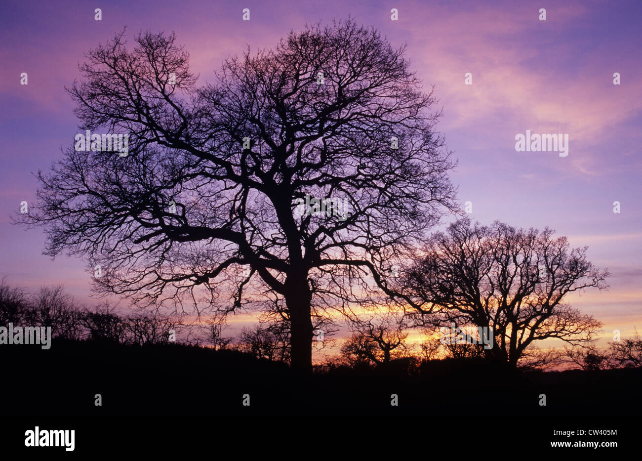 Royaume-uni, Angleterre, Norfolk, hiver nues des arbres chêne anglais et l'Aubépine hedges au coucher du soleil Banque D'Images