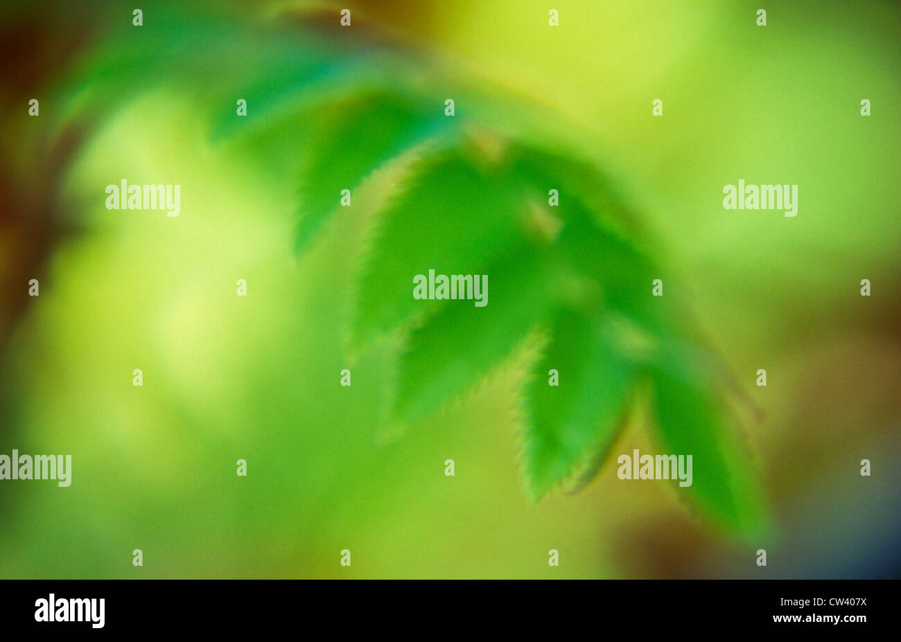 UK Angleterre Norfolk close up atmosphérique ou Rowan leaf ou sorbier Sorbus aucuparia arbre avec ciel voilé de jaune et de vert Banque D'Images