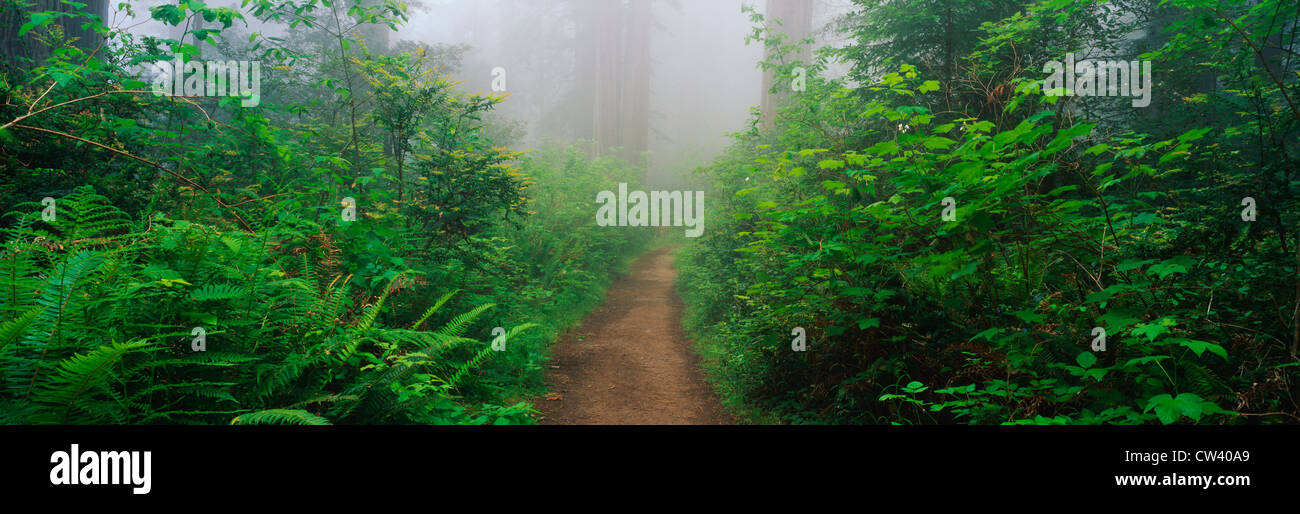 C'est le Lady Bird Johnson Grove de vieilles forêts de séquoias qui sont autour de 2500 ans. Banque D'Images