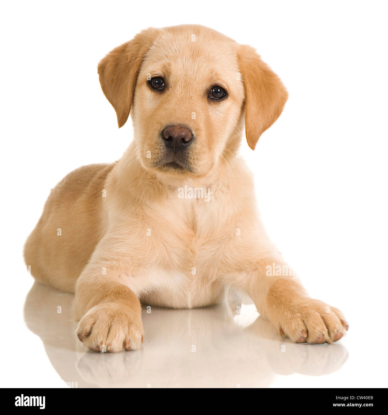 Labrador Retriever. Chiot jaune couché studio photo sur un fond blanc. Banque D'Images