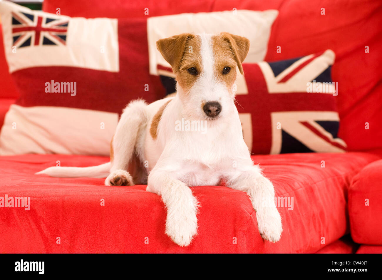 Parson Russell Terrier allongé sur un canapé rouge avec des coussins avec le drapeau britannique en arrière-plan Banque D'Images