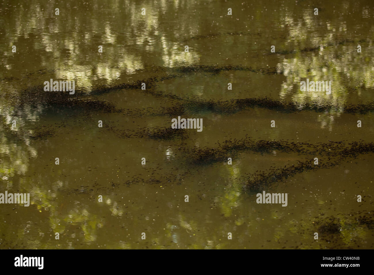 Les têtards de grenouille rousse (Rana temporaria). Congrégations et les têtards se déplaçant à travers les vagues de chaleur au petit matin l'eau de surface. Banque D'Images