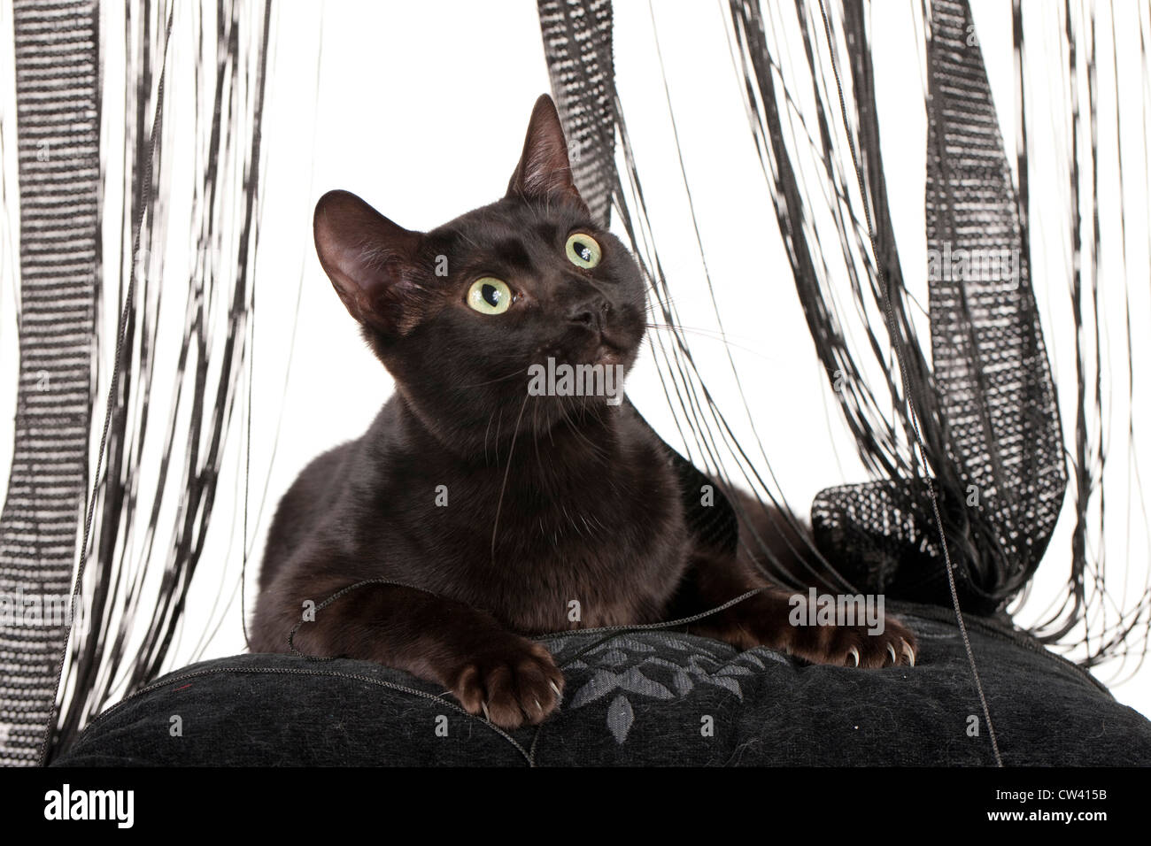 Bengal Cat. Adultes noir couché sur un coussin noir en face de la dentelle curtian. Studio photo Banque D'Images