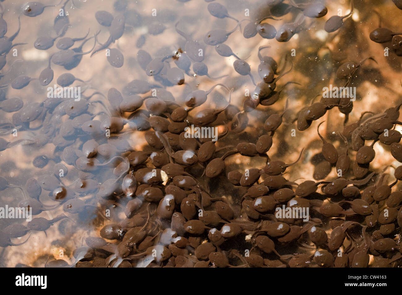Les têtards de grenouille rousse (Rana temporaria). Les têtards de congrégations de déménagement sur la surface et bord d'un étang. Sheringham, Norfolk Banque D'Images