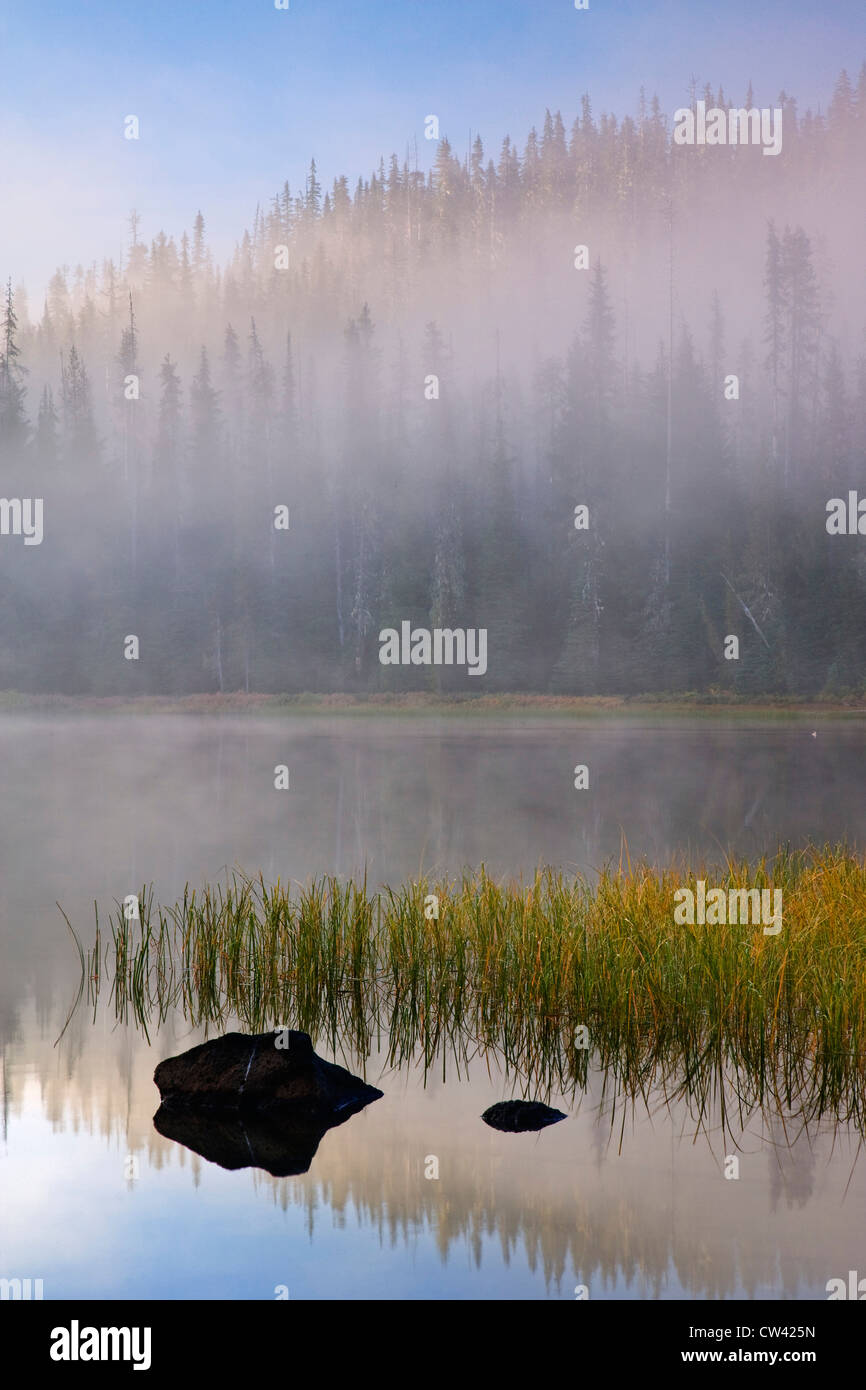 Arbres couverts de brouillard au bord de lac, Scott Lake, forêt nationale de Willamette, Oregon, USA Banque D'Images