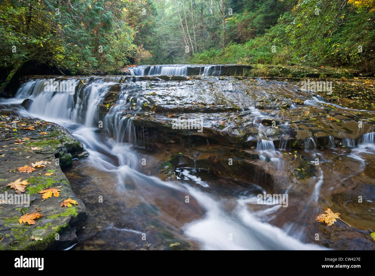 Cascade dans une forêt, Sweet Creek Falls, Oregon, USA Banque D'Images