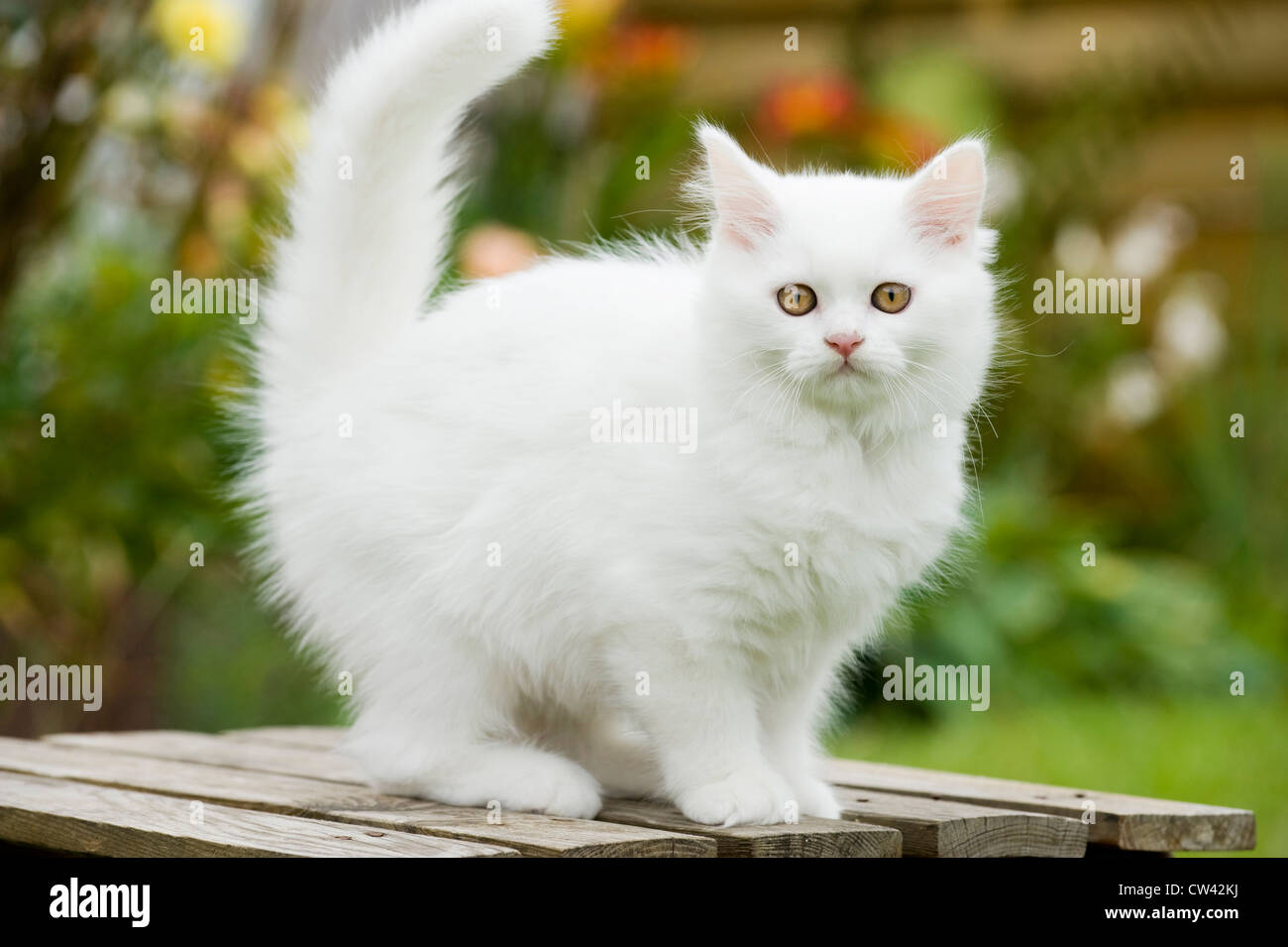Chaton Blanc Banque D Image Et Photos Alamy