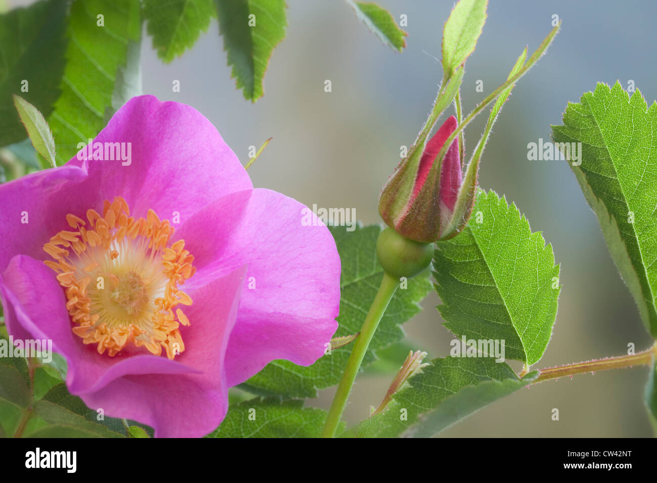 USA, Washington, Seabeck, Nootka Rose Rosa nutkana) Banque D'Images