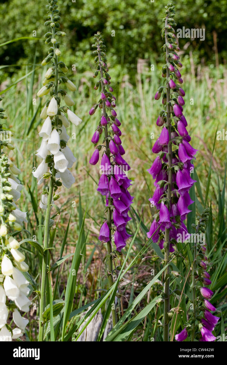 Digitales (Digitalis purpurea). Tiges de fleurs. Variétés de couleurs violet et blanc. Banque D'Images