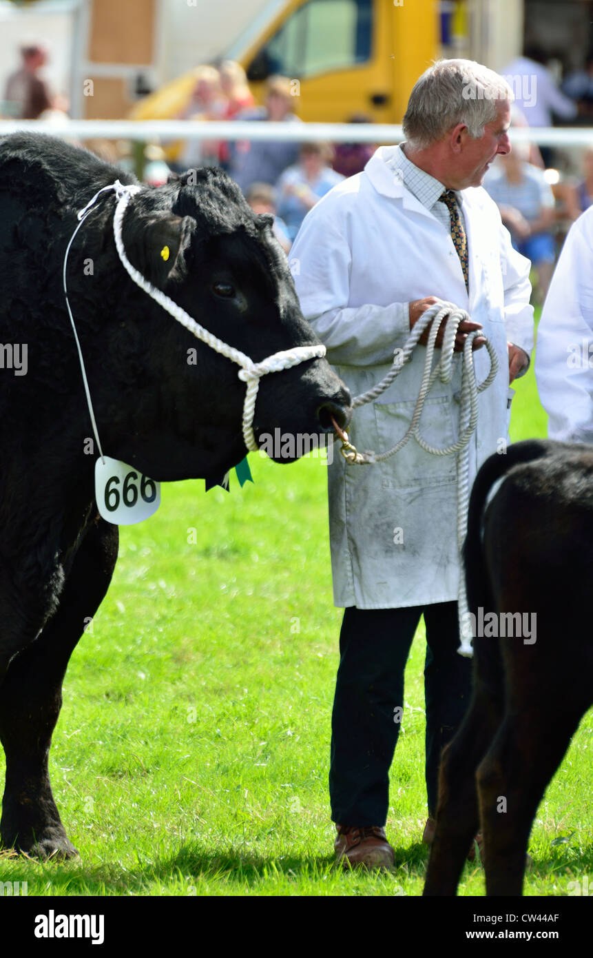 Gagnant du prix Bull à Okehampton Show Banque D'Images