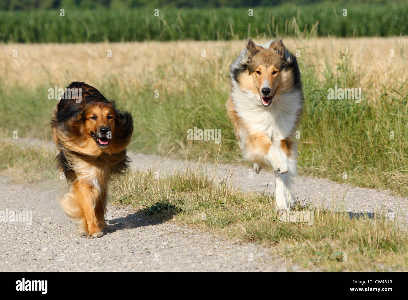 Rough Collie Colley à poil, Laong. Deux adultes en marche le long d'une voie sur le terrain Banque D'Images