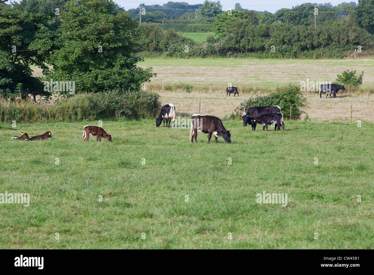 Gloucester bovins. Les vaches avec les veaux au pâturage. (Bos taurus). Race rare. Ici au panier Gap, North Norfolk. Banque D'Images