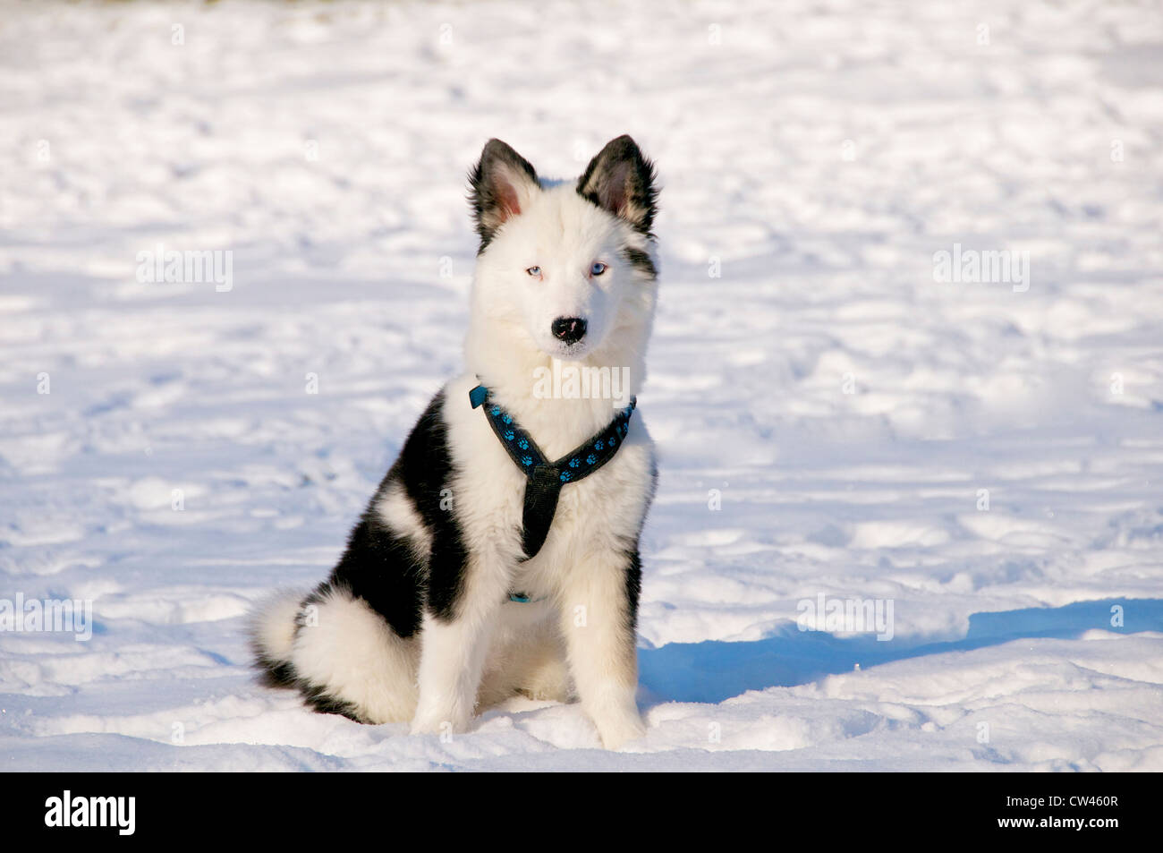 Laika de Sibérie orientale assis sur la neige Banque D'Images