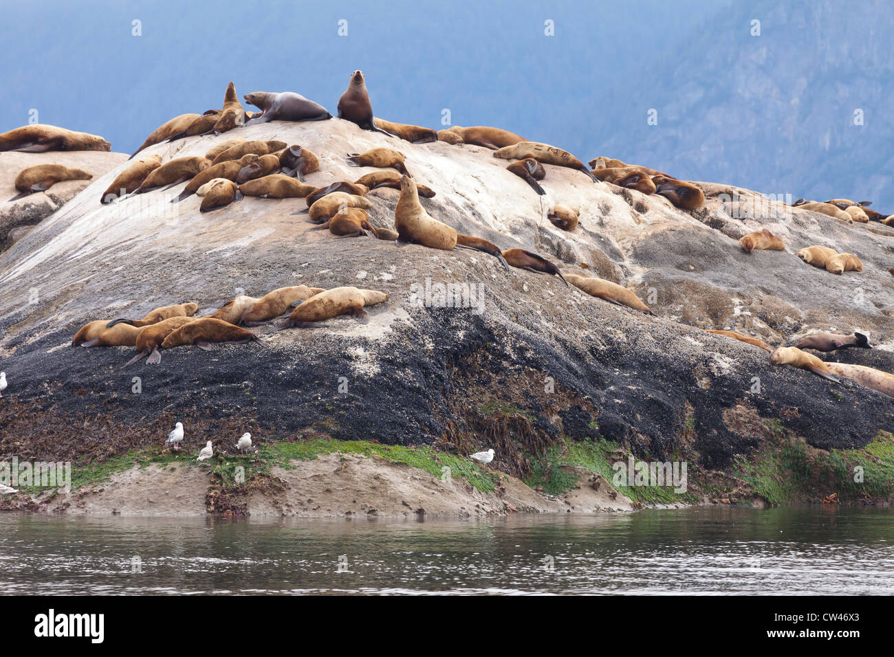 USA, Alaska, Glacier Bay National Park, Marble Island, l'Otarie de Steller Banque D'Images