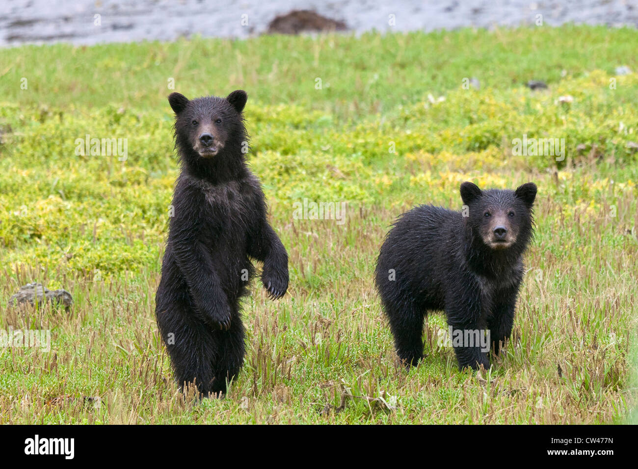 USA, Alaska, Admiralty Island National Monument, Kotznoowoo Désert, forêt nationale de Tongass, des ours bruns à Pack Creek Banque D'Images
