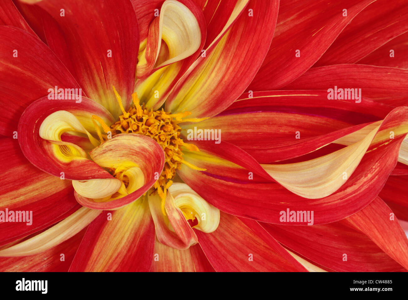 Dahlia fleur, Close-up Banque D'Images