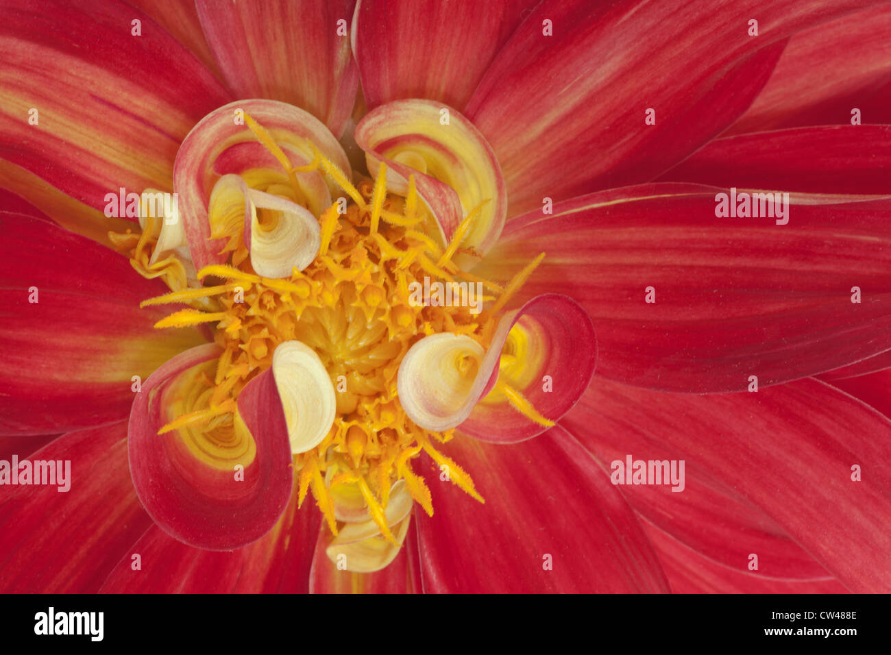 Dahlia fleur, Close-up Banque D'Images