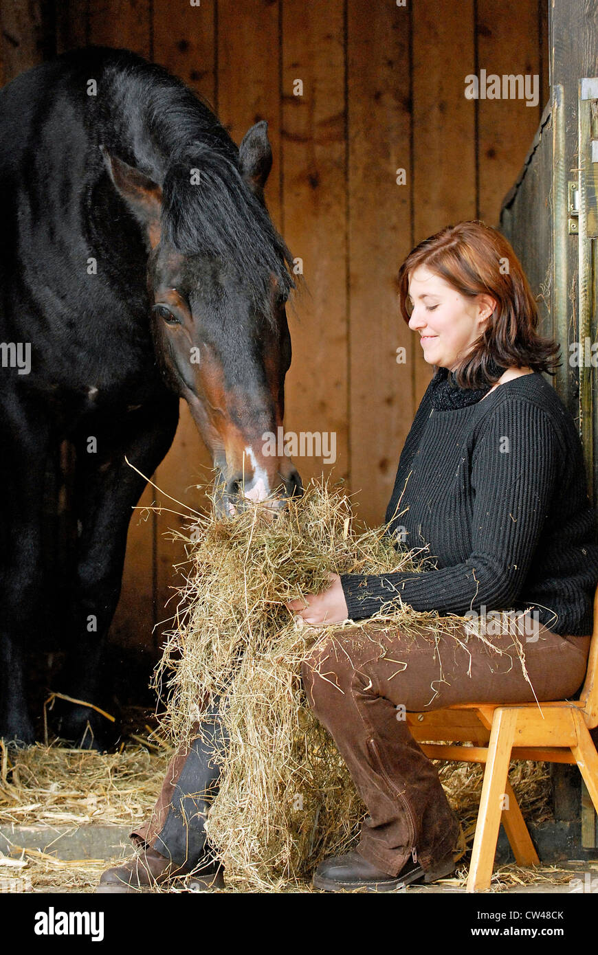 Femme assise à la porte de la stabilité tout en alimentant un Welsh Cob avec hay Banque D'Images