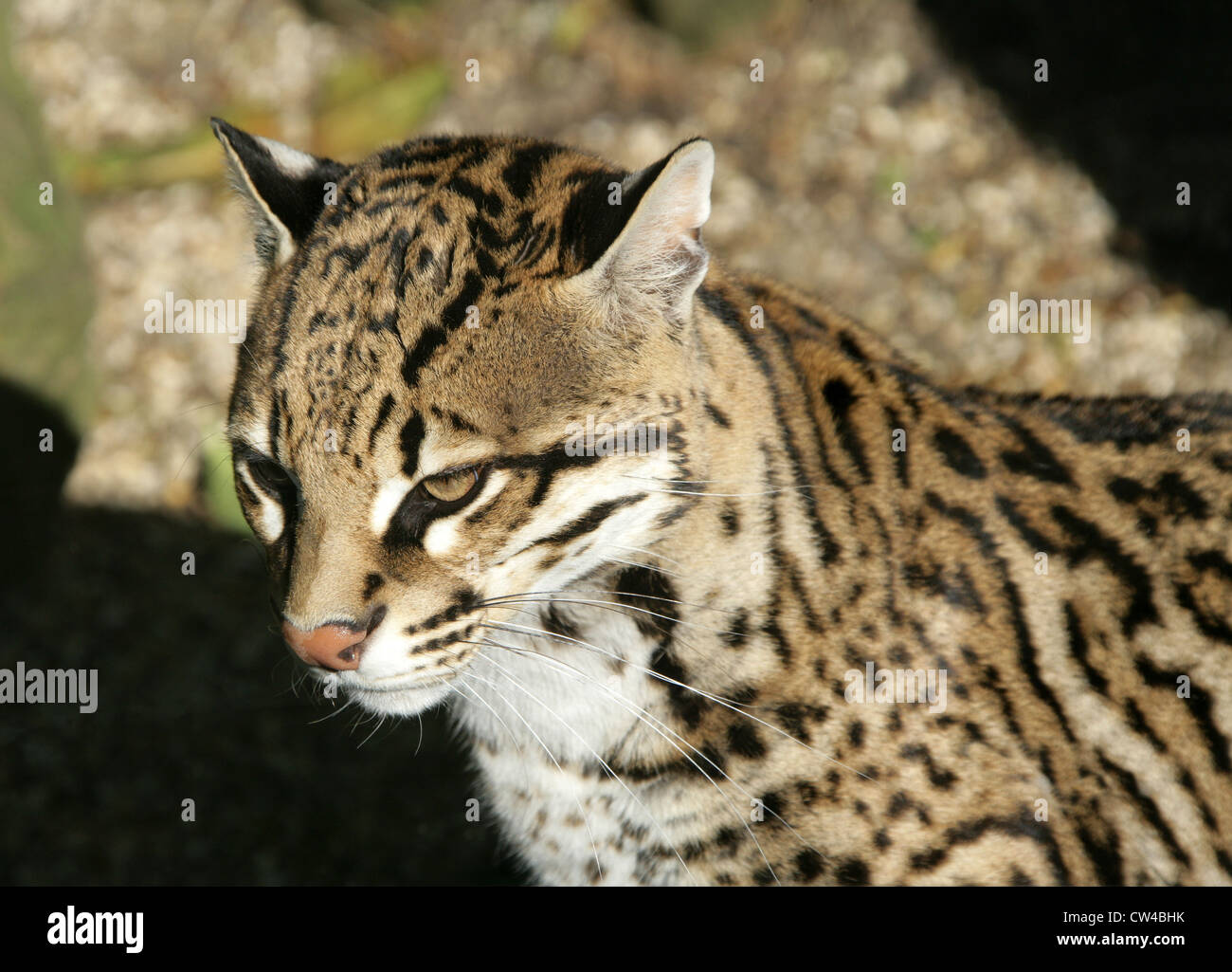 L'ocelot, Leopardus pardalis, Felidae. Aussi connu comme le nain Leopard. Banque D'Images