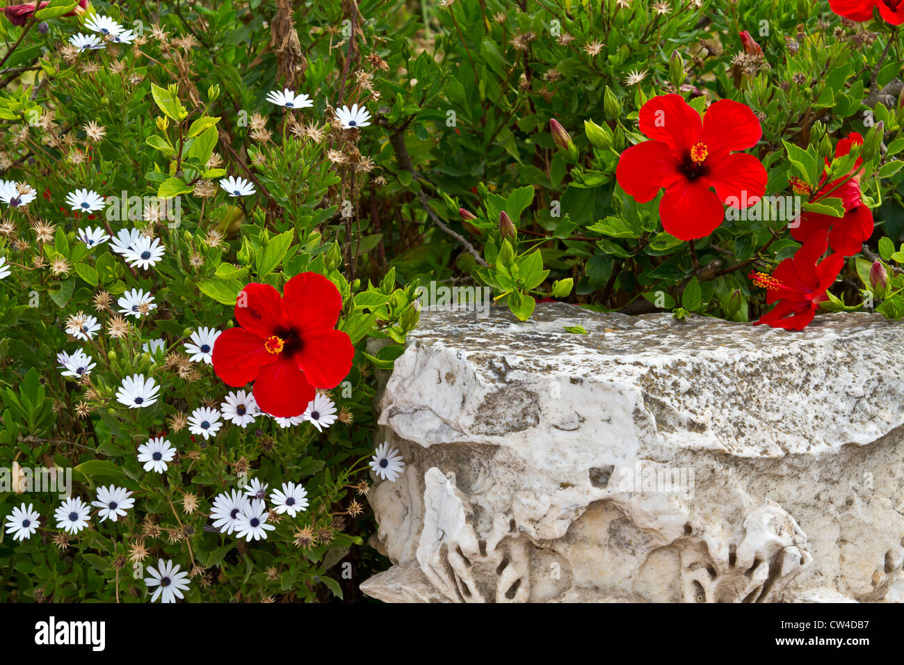 Fleurs d'hibiscus rouge dans les ruines de Carthage, près de Tunis, Tunisie, Afrique du Nord. Banque D'Images