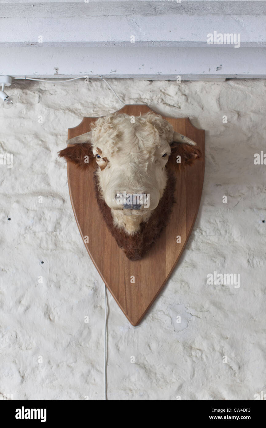 Affichage de Cow Head Banque D'Images