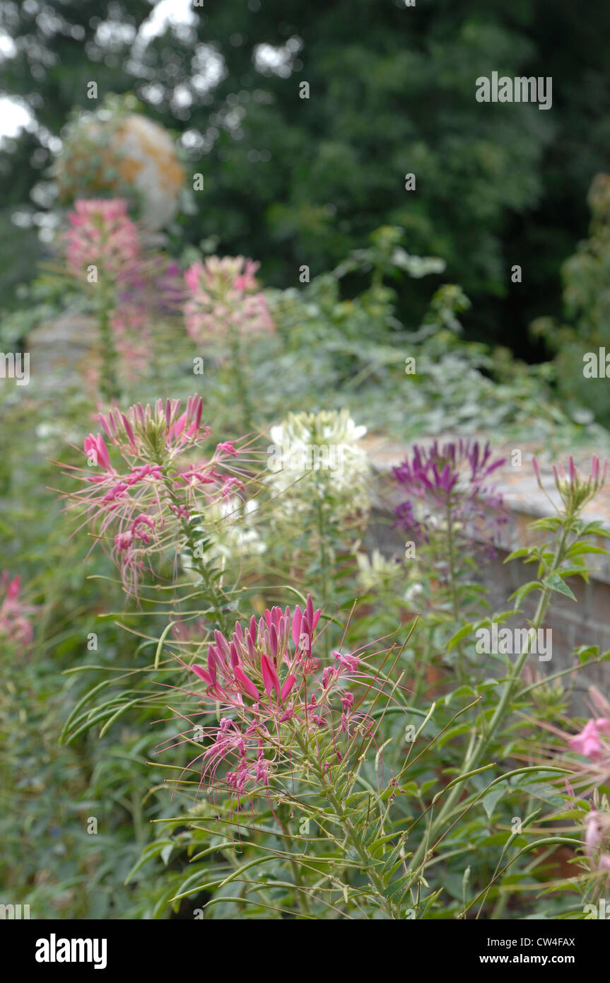 Cleome fleurs par un mur de pierre Banque D'Images