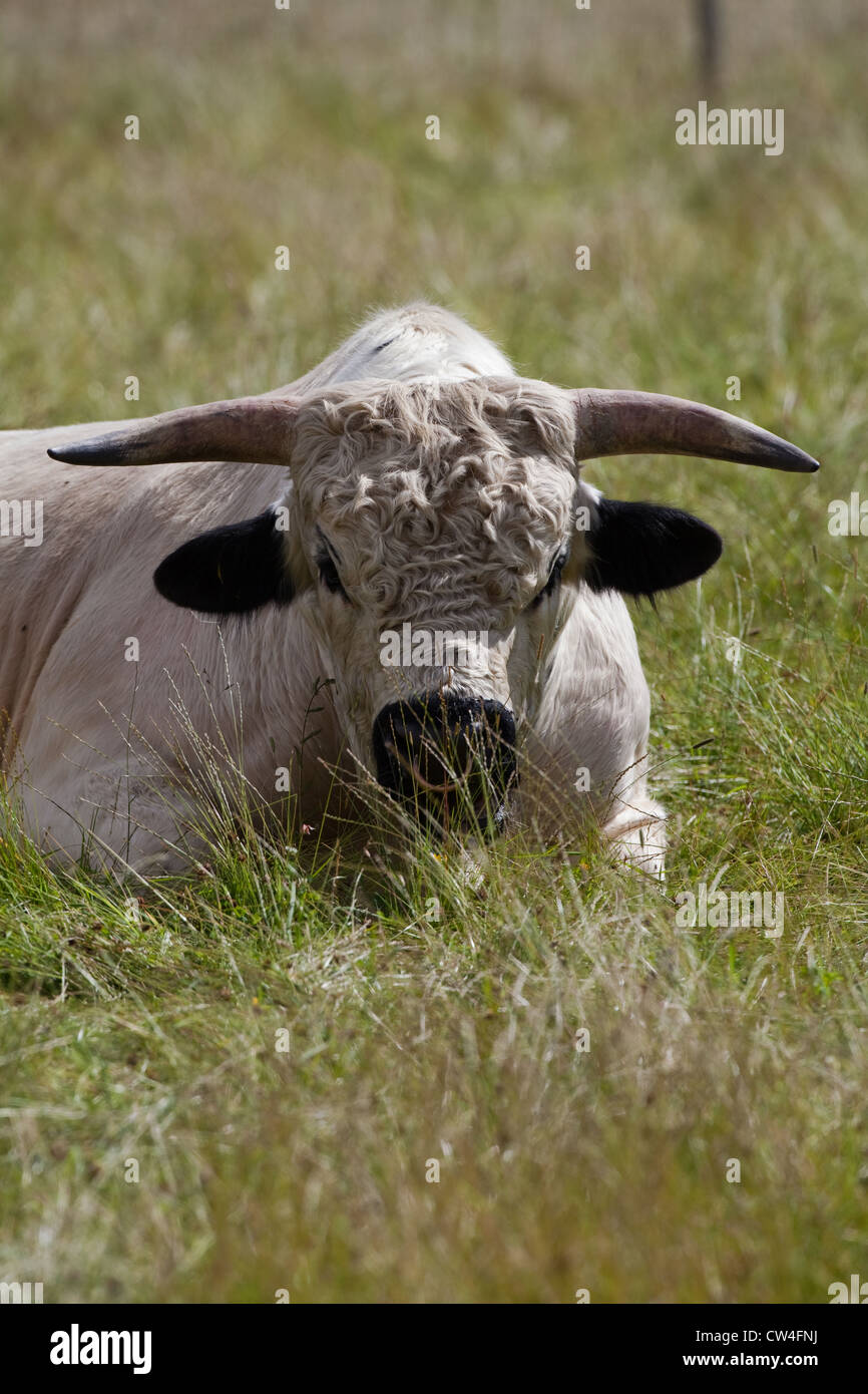 Parc blanc bovins (Bos taurus). Bull. Rare et ancienne race. Banque D'Images