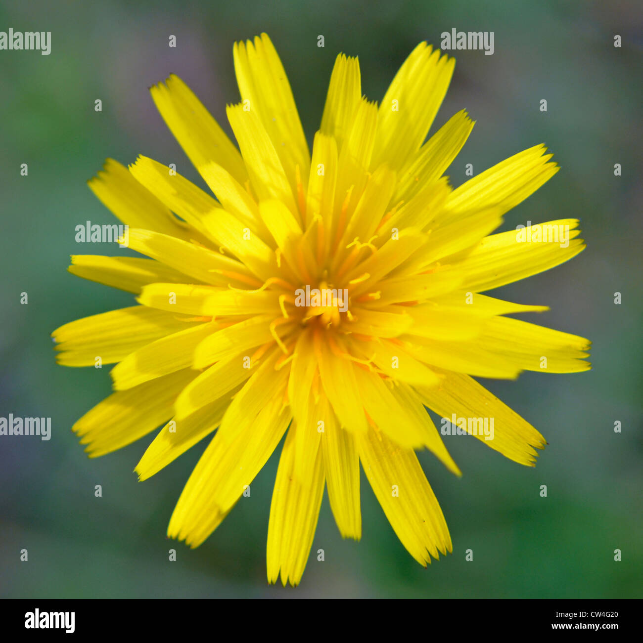 Fleur jaune Banque D'Images