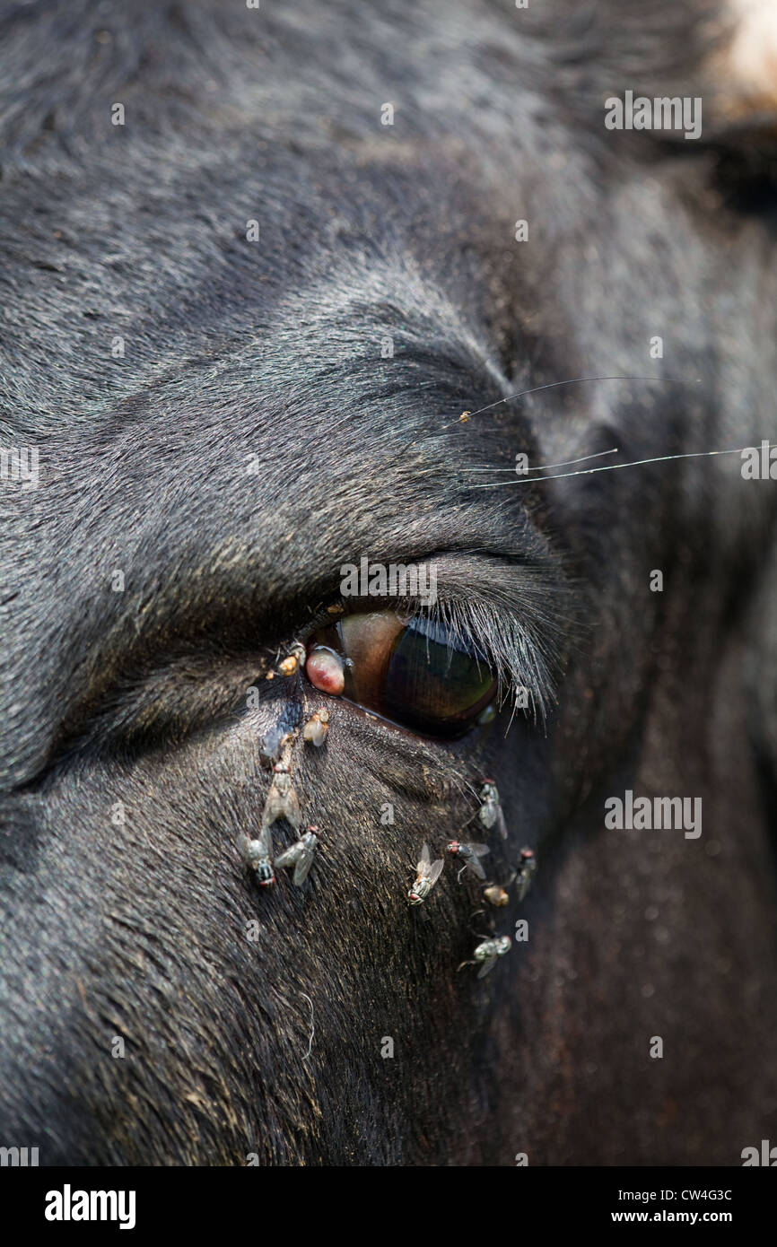 Œil d'une vache Gloucester ; être harcelé par les mouches. Retrouvez 'Fly' bovins causes de dépenser de l'énergie dans les comportements d'évitement. Banque D'Images