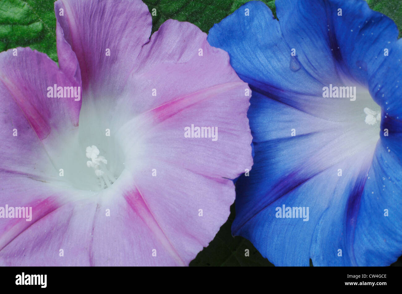 Morning Glory flowers Banque D'Images