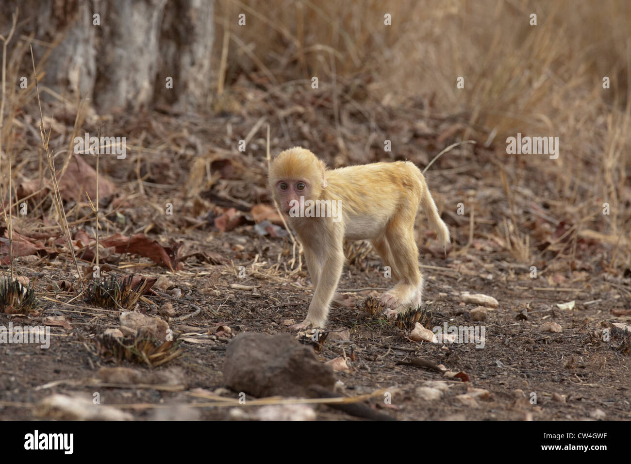 Macaque rhésus presque la couleur d'or autour de l'itinérance à Pench Tiger Reserve / National / sanctuaire dans le Madhya Pradesh , en Inde. Banque D'Images
