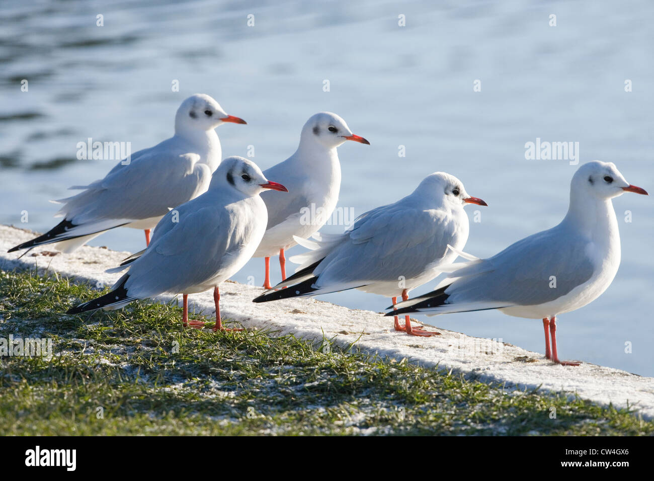 Les goélands à tête noire (Larus ridibunda). Le plumage d'hiver. Décembre. Coltishall, commune de Norfolk. Banque D'Images