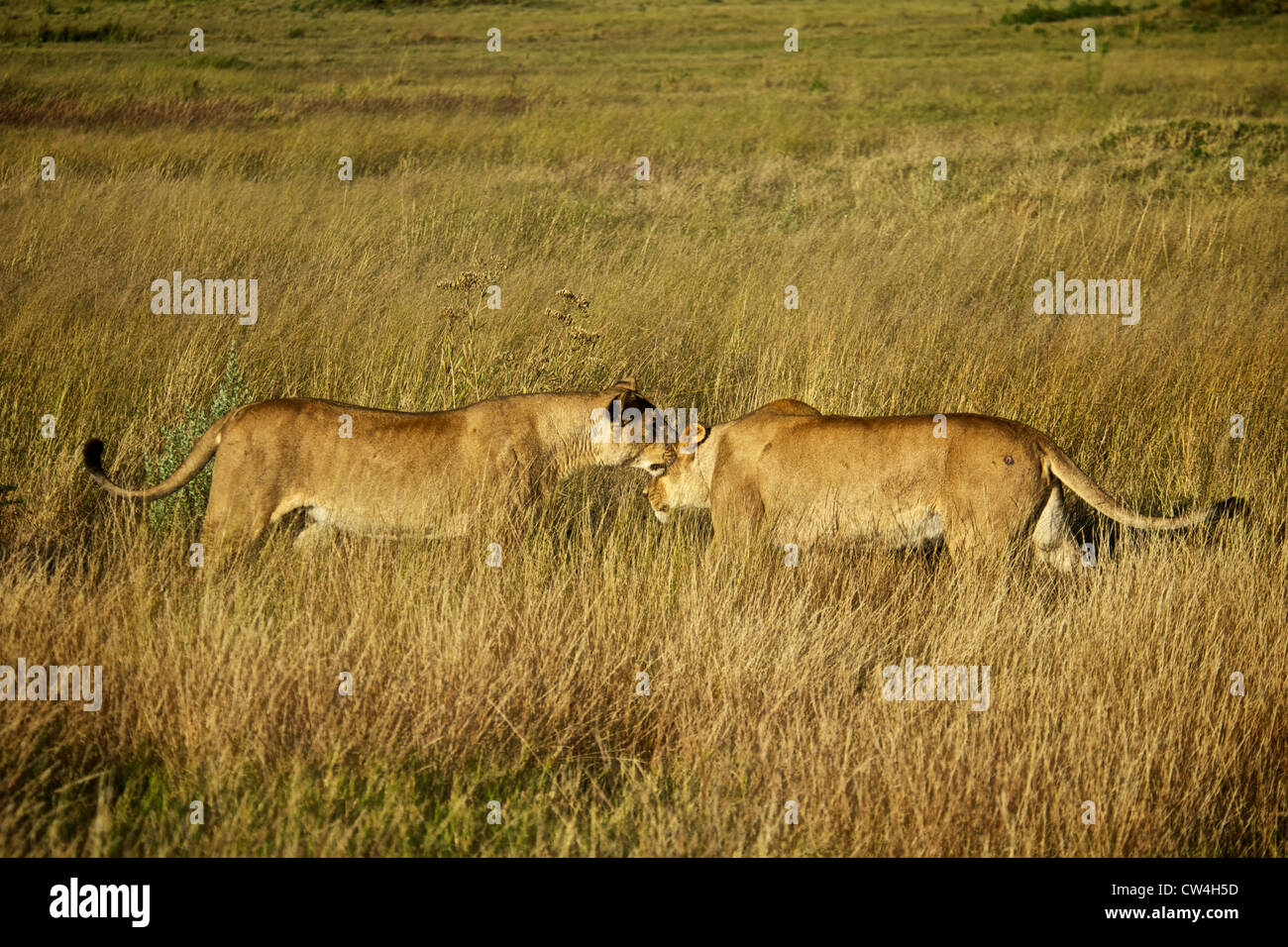 Les deux lions. Le Botswana, l'Afrique. Banque D'Images