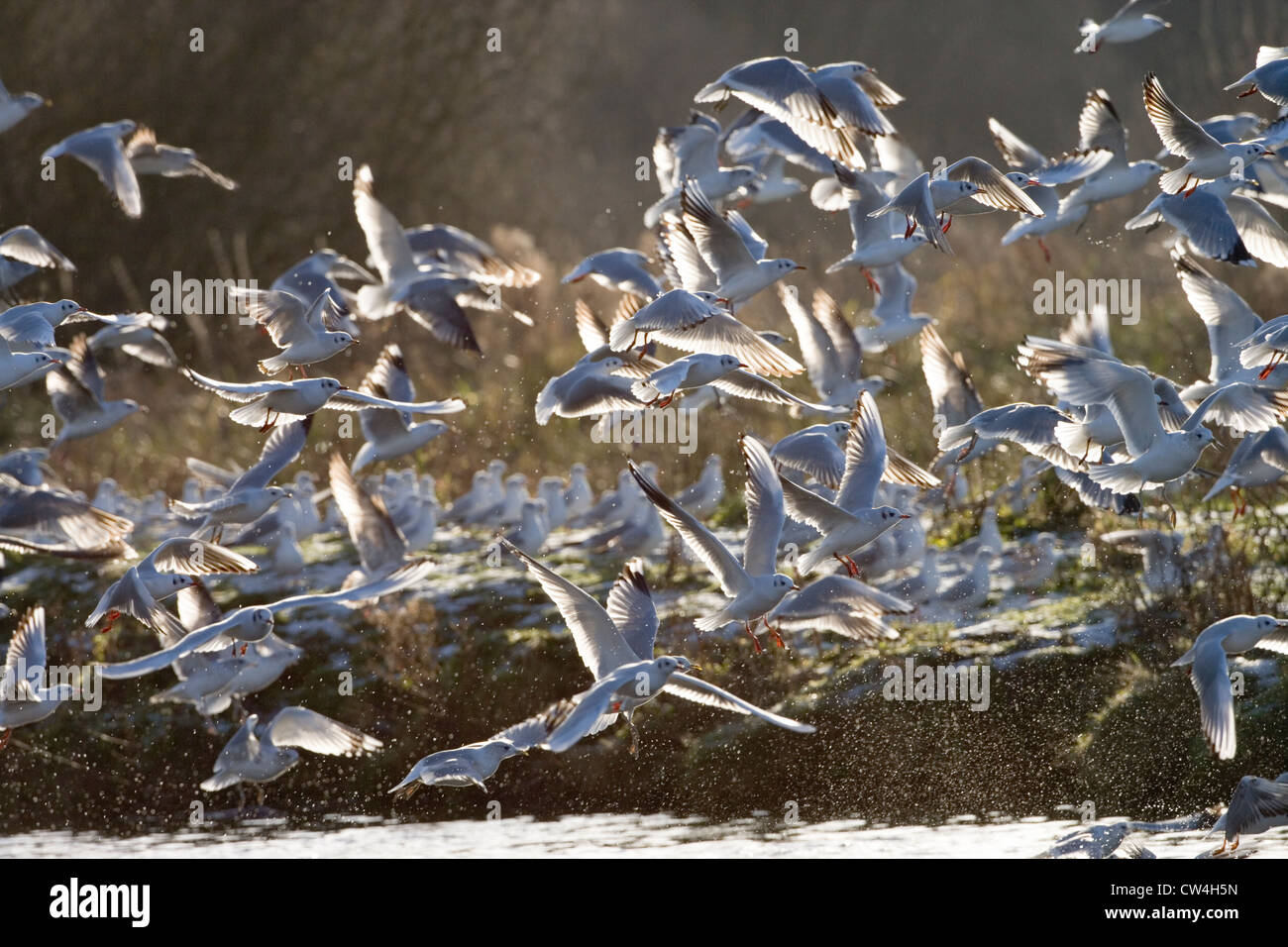 Les goélands à tête noire (Larus ridibundus). En plumage d'hiver. Départ de roost, rivière Bure, Norfolk. Décembre. L'hiver. Banque D'Images